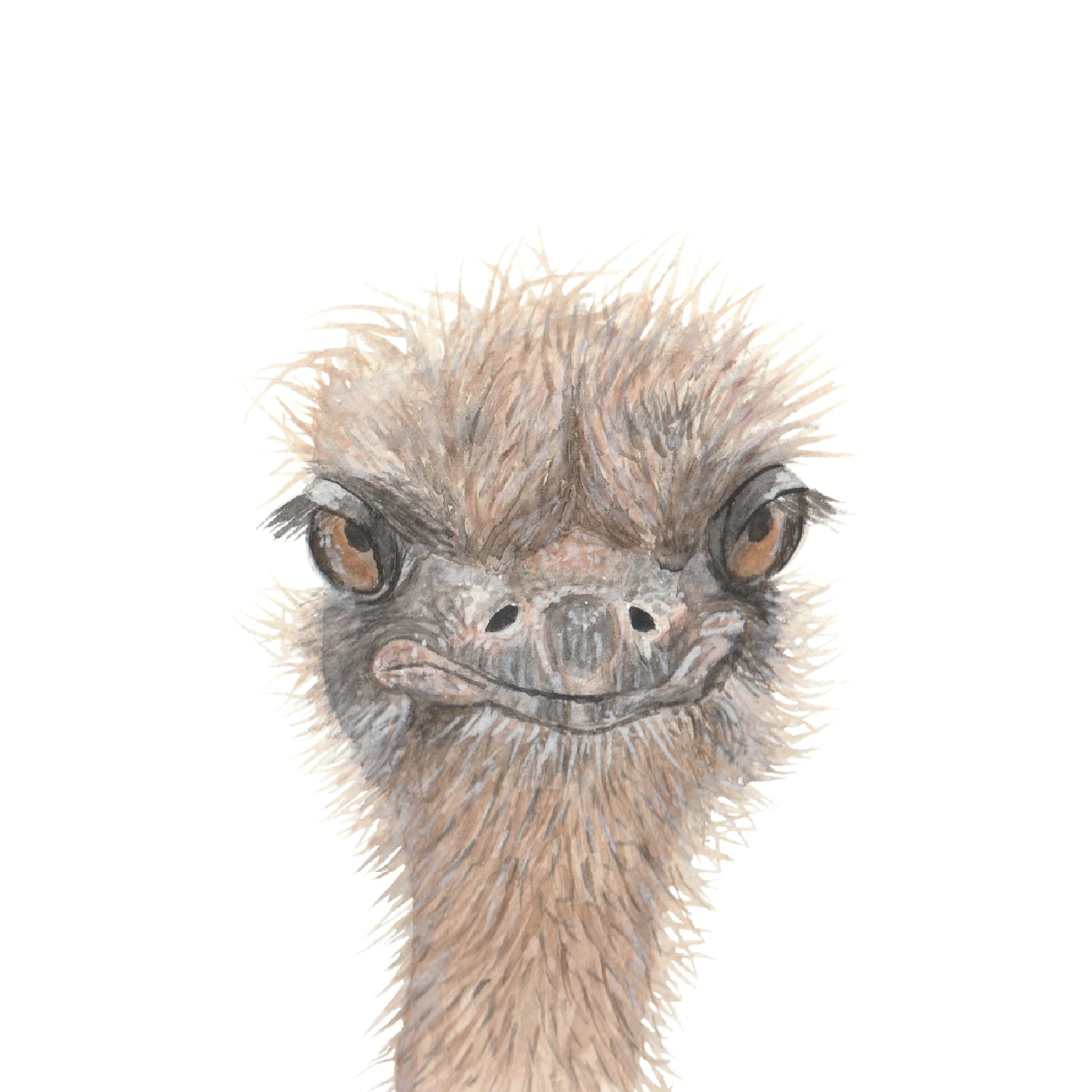 Ostrich Watercolour Print