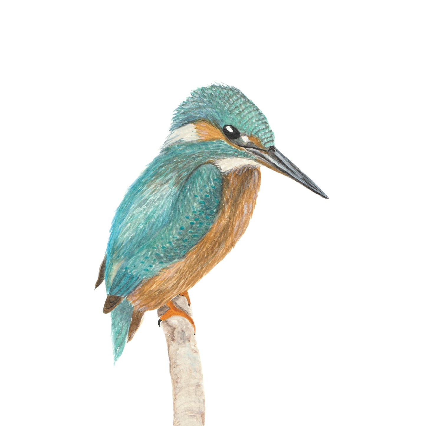 Kingfisher Watercolour Print